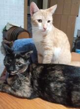 BONNY, Katze, Europäisch Kurzhaar in Geisenheim - Bild 1