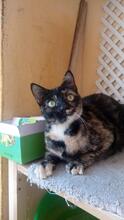 BONNY, Katze, Europäisch Kurzhaar in Geisenheim - Bild 2