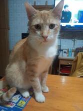 BONNY, Katze, Europäisch Kurzhaar in Geisenheim - Bild 3