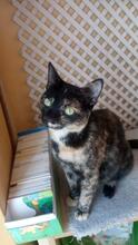 BONNY, Katze, Europäisch Kurzhaar in Geisenheim - Bild 4
