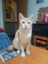 BONNY, Katze, Europäisch Kurzhaar in Geisenheim - Bild 5