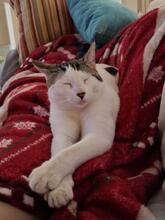 ASLAN, Katze, Europäisch Kurzhaar in Spanien - Bild 1