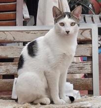 ASLAN, Katze, Europäisch Kurzhaar in Spanien - Bild 3
