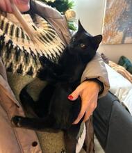 ASLAN, Katze, Europäisch Kurzhaar in Spanien - Bild 4