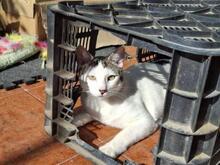 ASLAN, Katze, Europäisch Kurzhaar in Spanien - Bild 5