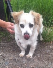 VAQUIM, Hund, Mischlingshund in Neumünster