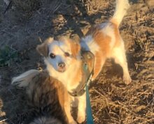 VAQUIM, Hund, Mischlingshund in Neumünster - Bild 10