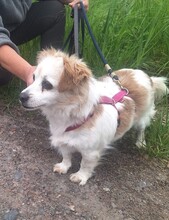 VAQUIM, Hund, Mischlingshund in Neumünster - Bild 2