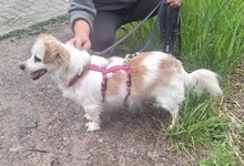 VAQUIM, Hund, Mischlingshund in Neumünster - Bild 3