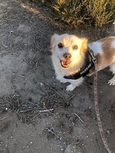 VAQUIM, Hund, Mischlingshund in Neumünster - Bild 4
