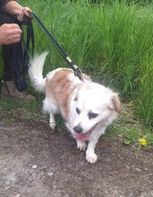 VAQUIM, Hund, Mischlingshund in Neumünster - Bild 5