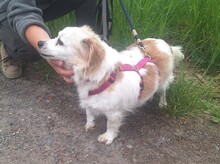 VAQUIM, Hund, Mischlingshund in Neumünster - Bild 6