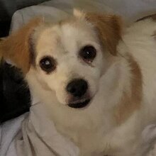 VAQUIM, Hund, Mischlingshund in Neumünster - Bild 7