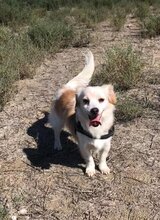 VAQUIM, Hund, Mischlingshund in Neumünster - Bild 8