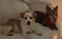 VAQUIM, Hund, Mischlingshund in Neumünster - Bild 9
