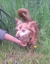 HIPO, Hund, Mischlingshund in Pölitz - Bild 11