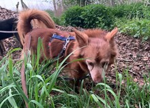 HIPO, Hund, Mischlingshund in Pölitz - Bild 12