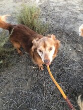 HIPO, Hund, Mischlingshund in Pölitz - Bild 13