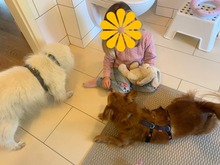 HIPO, Hund, Mischlingshund in Pölitz - Bild 14