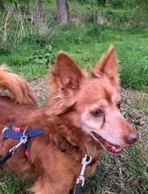 HIPO, Hund, Mischlingshund in Pölitz - Bild 15