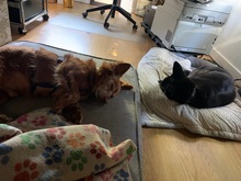 HIPO, Hund, Mischlingshund in Pölitz - Bild 16