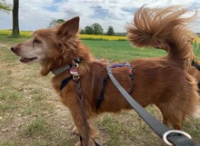 HIPO, Hund, Mischlingshund in Pölitz - Bild 2