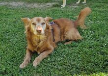 HIPO, Hund, Mischlingshund in Pölitz - Bild 3