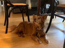 HIPO, Hund, Mischlingshund in Pölitz - Bild 4