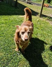 HIPO, Hund, Mischlingshund in Pölitz - Bild 5