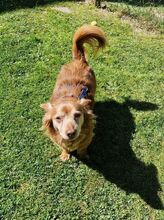 HIPO, Hund, Mischlingshund in Pölitz - Bild 6