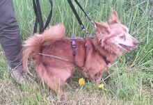 HIPO, Hund, Mischlingshund in Pölitz - Bild 7