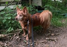 HIPO, Hund, Mischlingshund in Pölitz - Bild 8