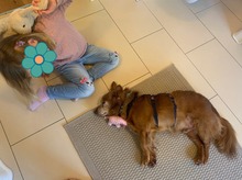 HIPO, Hund, Mischlingshund in Pölitz - Bild 9