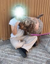 MIA, Hund, Mischlingshund in Spanien - Bild 8
