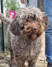 MIA, Hund, Mischlingshund in Velbert - Bild 10