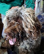 MIA, Hund, Mischlingshund in Velbert - Bild 11