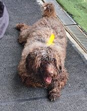 MIA, Hund, Mischlingshund in Velbert - Bild 12
