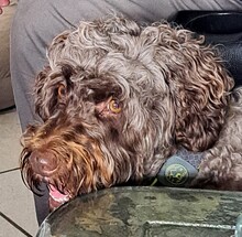 MIA, Hund, Mischlingshund in Velbert - Bild 2