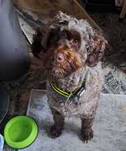 MIA, Hund, Mischlingshund in Velbert - Bild 3