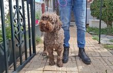 MIA, Hund, Mischlingshund in Velbert - Bild 5