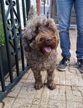 MIA, Hund, Mischlingshund in Velbert - Bild 6