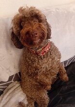 MIA, Hund, Mischlingshund in Velbert - Bild 7