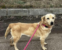LOLITA, Hund, Mischlingshund in Hallbergmoos