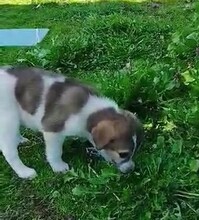 KIANA, Hund, Mischlingshund in Griechenland - Bild 10