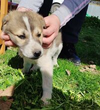 KIANA, Hund, Mischlingshund in Griechenland - Bild 11