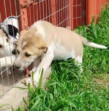 KIANA, Hund, Mischlingshund in Griechenland - Bild 7