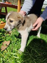 KIANA, Hund, Mischlingshund in Griechenland - Bild 8