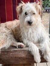 LUMPI, Hund, Mischlingshund in Kalbe - Bild 8