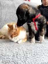 MARTIN, Hund, Mischlingshund in Forchheim - Bild 10
