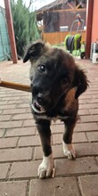 MARTIN, Hund, Mischlingshund in Forchheim - Bild 11